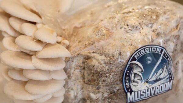 Space Farming: Oyster Mushrooms Grown in Polar Orbit