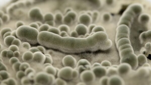 From Chernobyl to the International Space Station (ISS): Fungi as Cosmic Radiation Shield