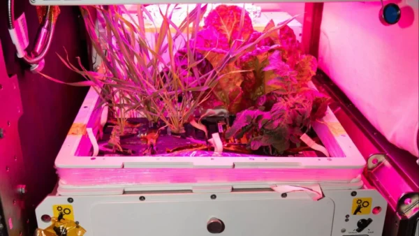 XROOTS: Advancing Space Farming for Long-Duration Missions